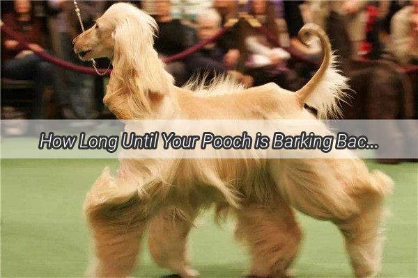 How Long Until Your Pooch is Barking Back to Health The Amoxicillin Recovery Countdown